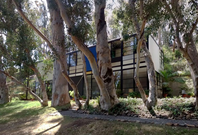 Eames House i Pacific Palisades bakom höga eukalyptusstammar: stålstomme med glas och blå, vita och svarta fält, gräsmatta och grusgång i förgrunden
